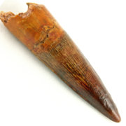 Spinosaurus Tooth