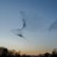 A murmuration of birds ~ MarriageHeat